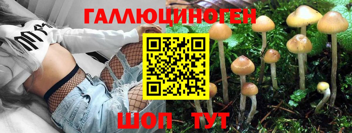 Галлюциногенные грибы Cubensis Канск